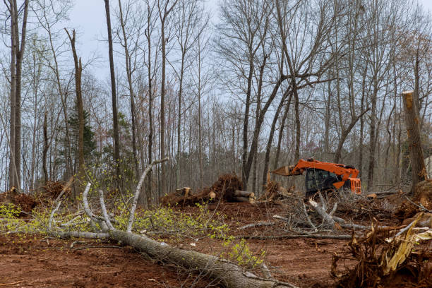 How Our Tree Care Process Works  in  Mount Vernon, OH