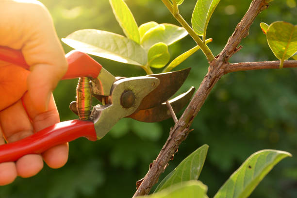 Mount Vernon, OH Tree Services Company